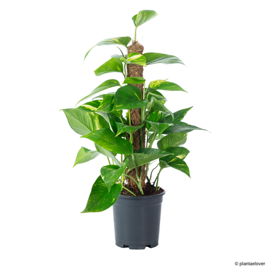 Golden Pothos on Coir Stick