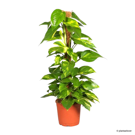 Golden Pothos on Coir Stick