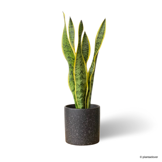 Sansevieria Trifasciata Laurentii in Galaxy Pot