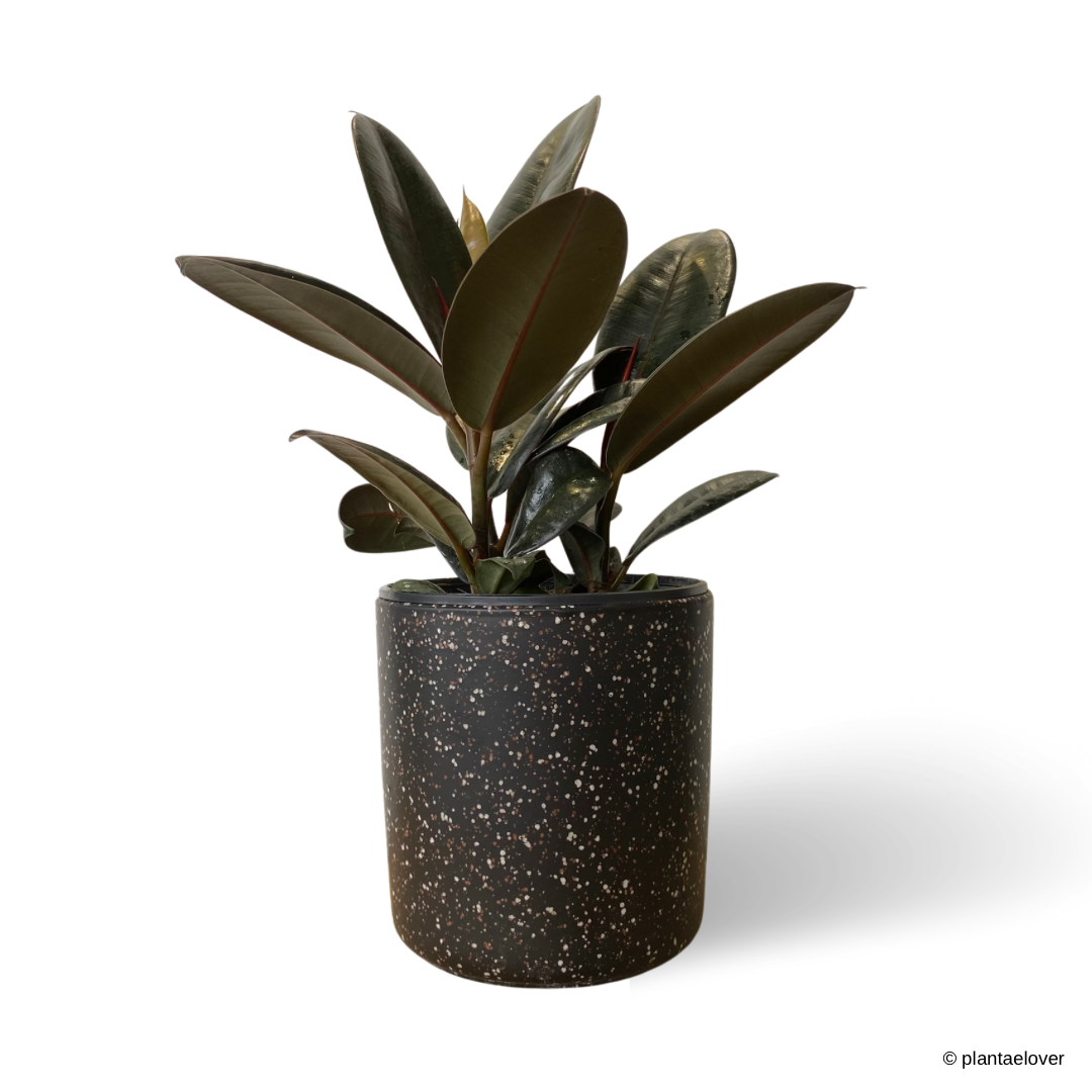 Ficus Elastica Burgundy in Galaxy Pot