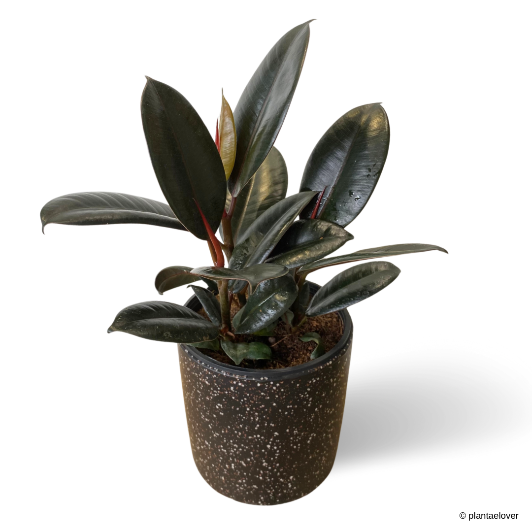 Ficus Elastica Burgundy in Galaxy Pot