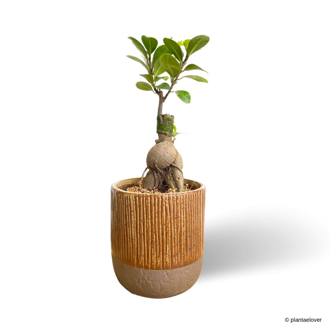 Ficus Retusa in Oak Pot