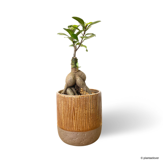 Ficus Retusa in Oak Pot