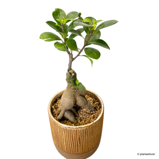 Ficus Retusa in Oak Pot