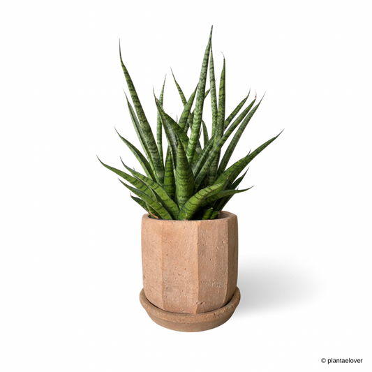 Sansevieria Sansiam Moto in Olea Pot