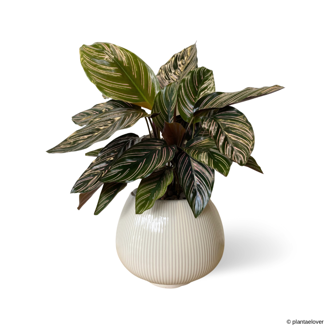 Calathea Sanderiana in Cebolla Pot