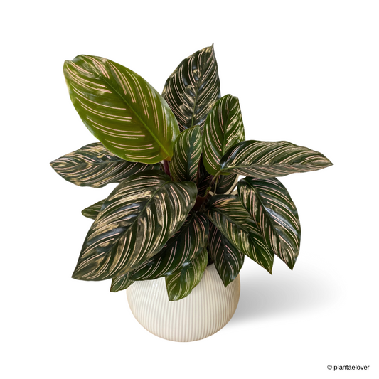 Calathea Sanderiana in Cebolla Pot