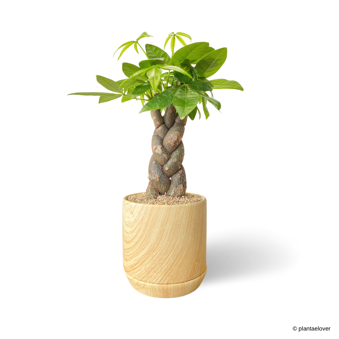 Pachira Aquatica Braided in Walnut Pot