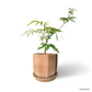 Japanese Everfresh Tree in Olea Pot