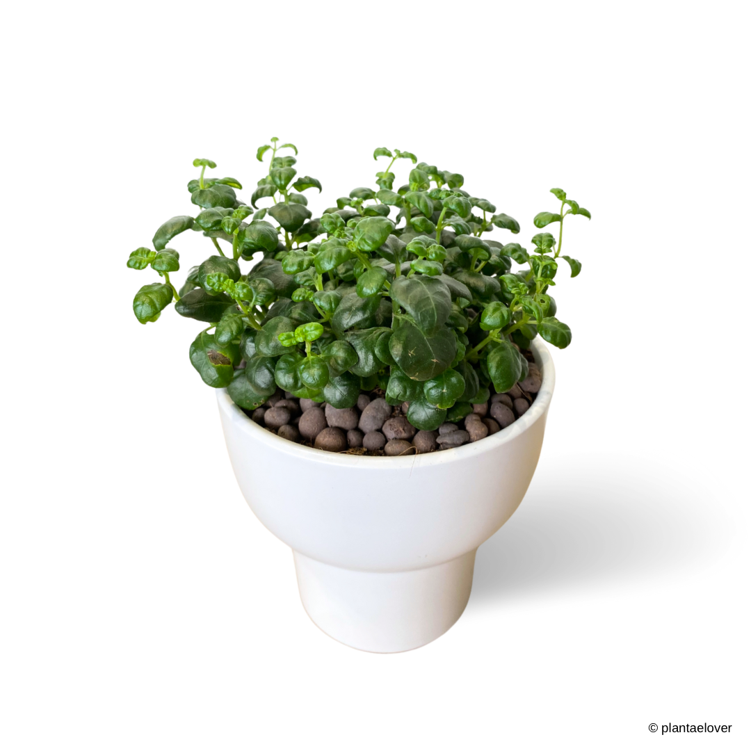 Bubble Plant in Dodo Pot