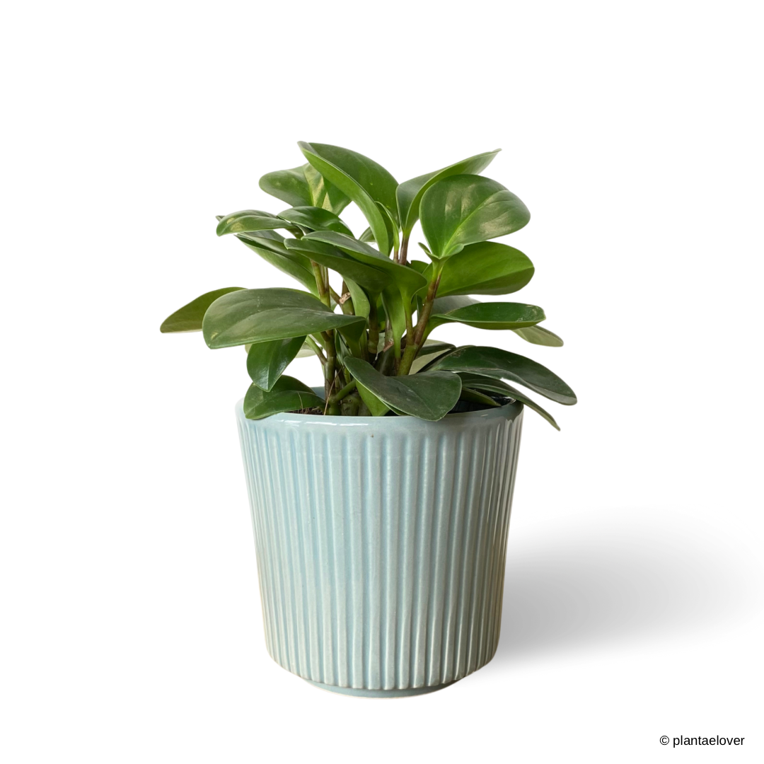 Peperomia Obtusifolia in Cornflower Pot