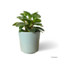 Peperomia Obtusifolia in Cornflower Pot