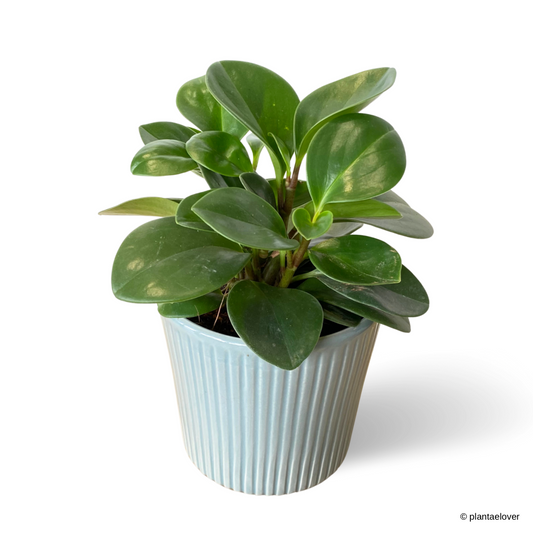 Peperomia Obtusifolia in Cornflower Pot