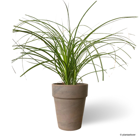 Ponytail Palm in SPANG Pot