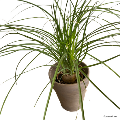 Ponytail Palm in SPANG Pot