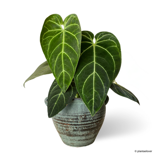 Anthurium Crystallinum in Arcadia Pot