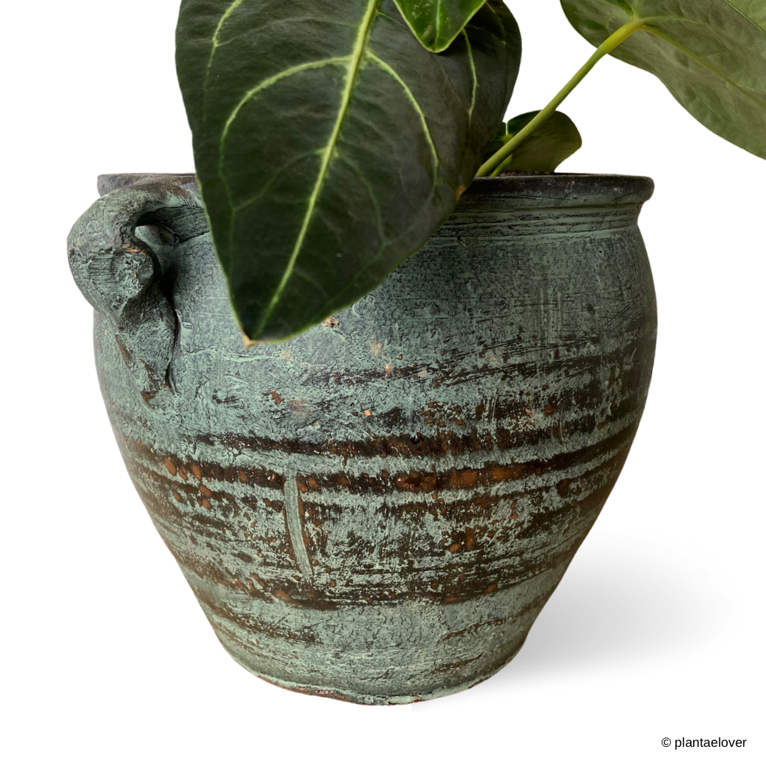 Anthurium Crystallinum in Arcadia Pot