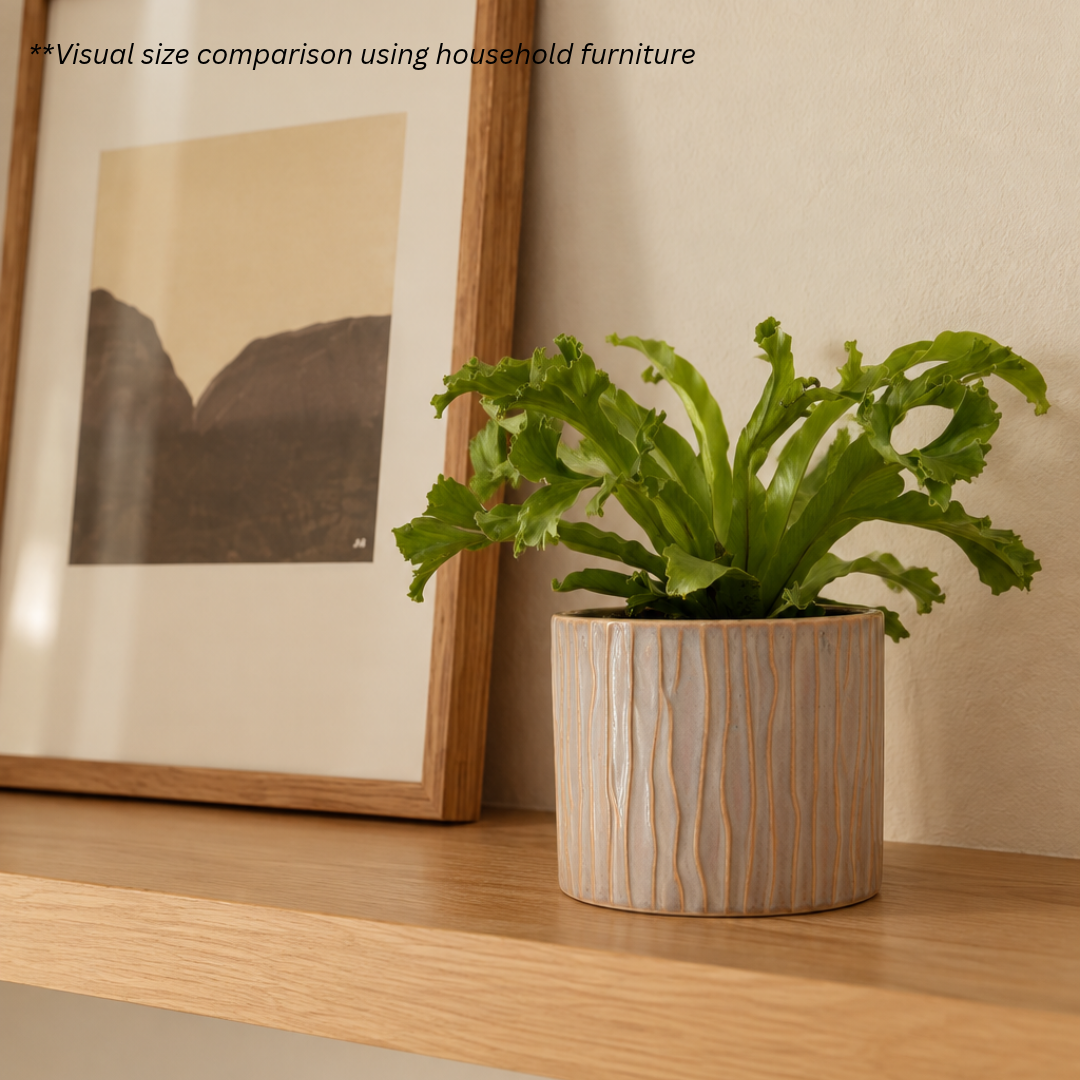 Bird’s Nest Fern in Claywood Pot