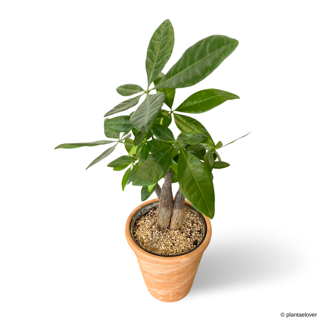 twisted money plant Pachira Aquatica Twisted in SPANG Pot – plantaelover
