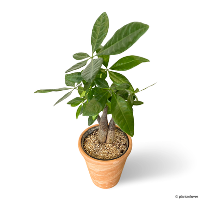 Pachira Aquatica Twisted in SPANG Pot
