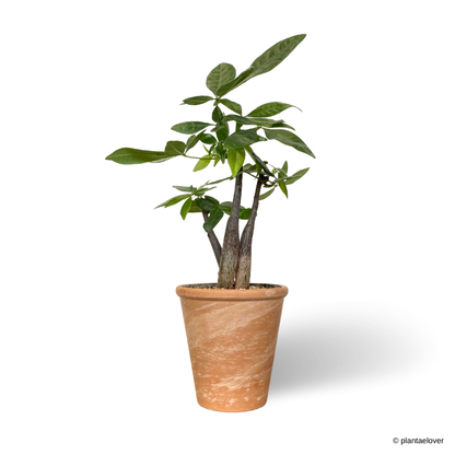 Pachira Aquatica Twisted in SPANG Pot