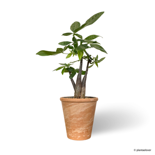 Pachira Aquatica Twisted in SPANG Pot