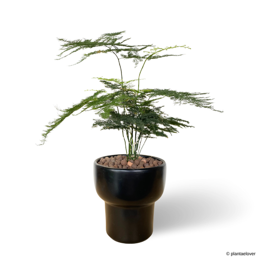 Asparagus Fern in Dodo Pot