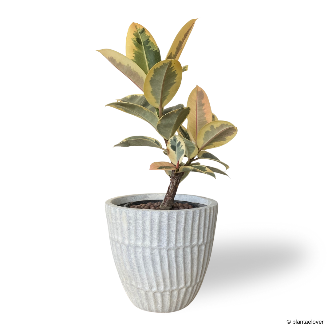 Ficus Elastica ‘Tineke’ in Titanium Pot