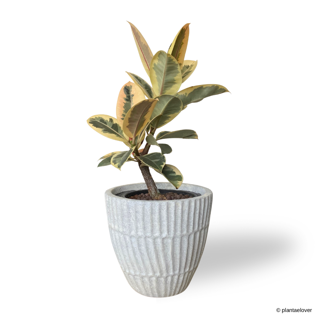 Ficus Elastica ‘Tineke’ in Titanium Pot