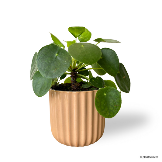 Pilea Peperomioides in Sunrise Pot