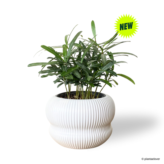 Podocarpus in Laguna Pot