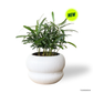 Podocarpus in Laguna Pot