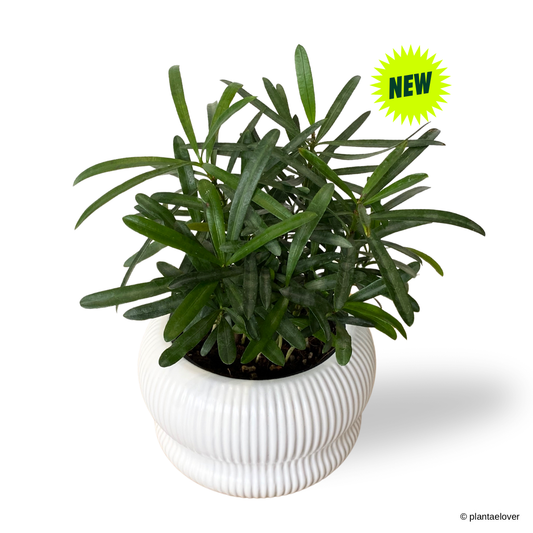 Podocarpus in Laguna Pot