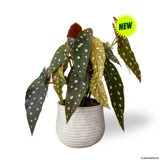 Begonia Maculata in Washed Pot