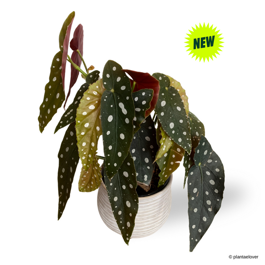 Begonia Maculata in Washed Pot