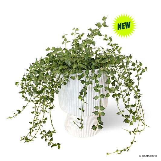 Dischidia Ruscifolia in Estrella Pot