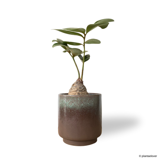 Cardboard Palm in Rust Pot