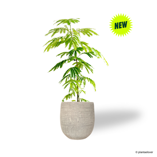 Pithecellobium confertum ‘Japanese Everfresh Tree’ in Mosaics Pot [Pre-Order Only]