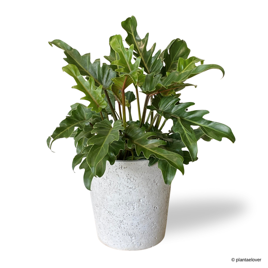 Philodendron Xanadu in Moon Pot