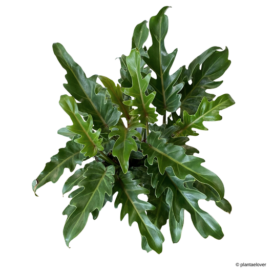 Philodendron Xanadu in Moon Pot