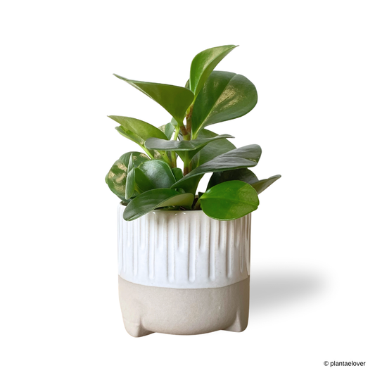 Peperomia Obtusifolia in Spatial Pot