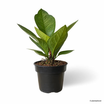 Anthurium Jungle Bush – plantaelover