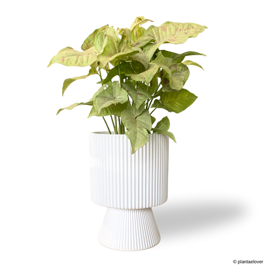 Syngonium Confetti in Estrella Pot