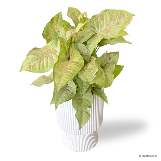 Syngonium Confetti in Estrella Pot
