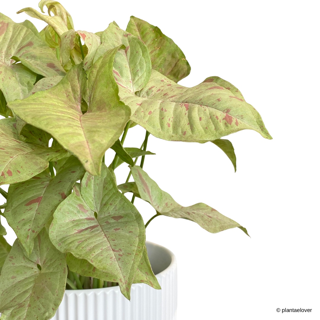 Syngonium Confetti in Estrella Pot