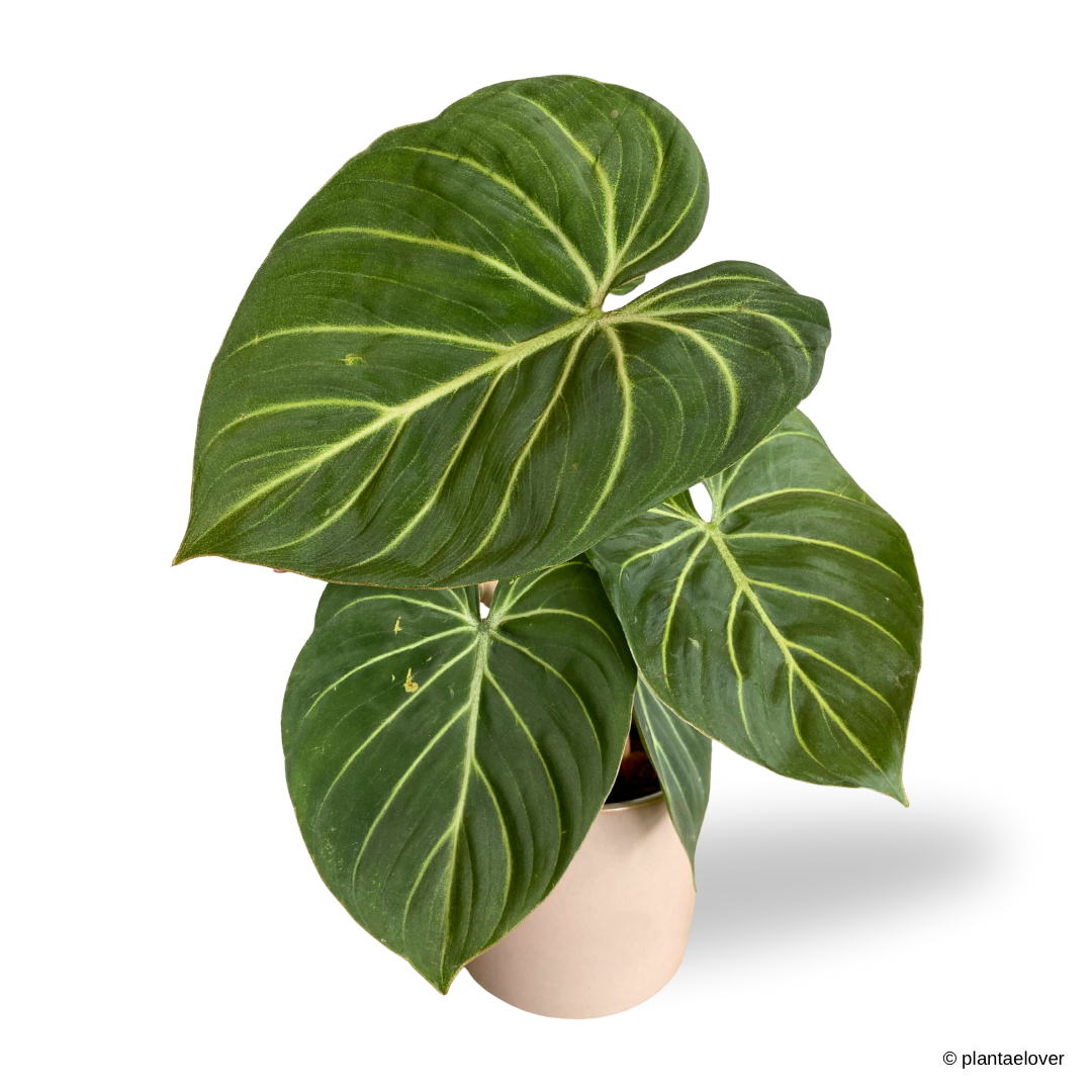 Philodendron Gloriosum in Rosewood Pot