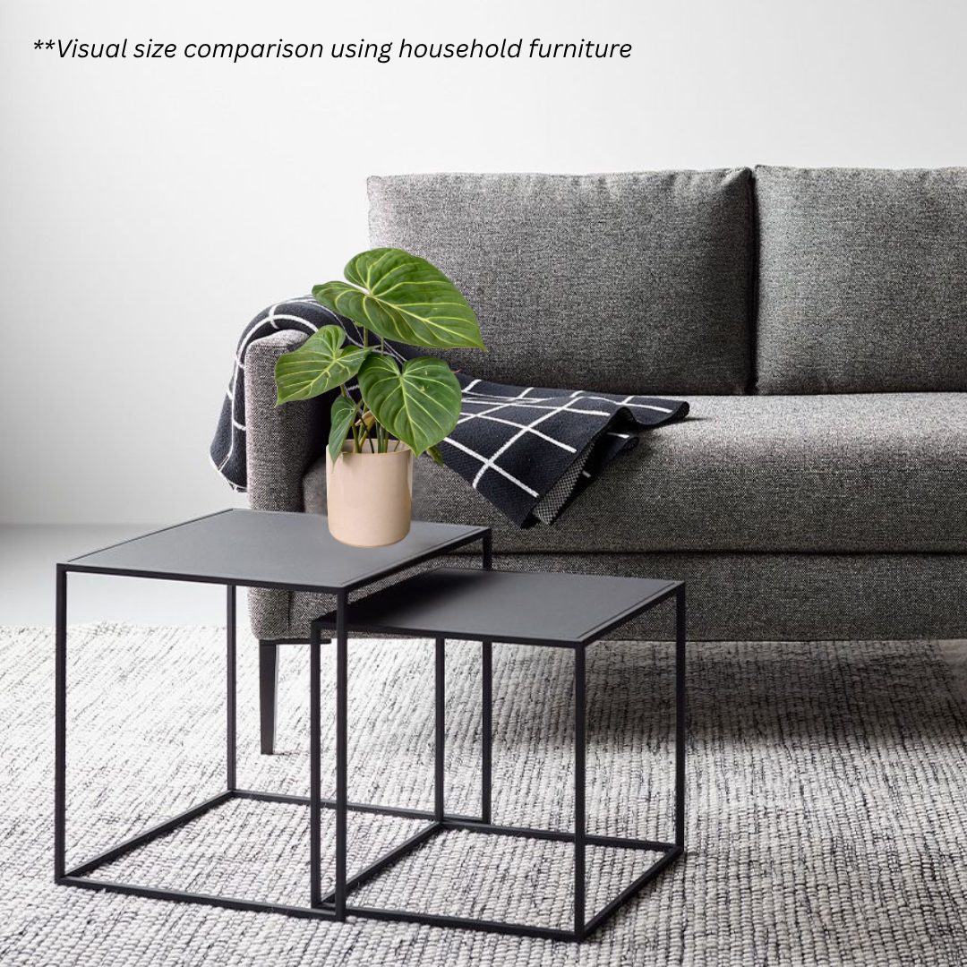 Philodendron Gloriosum in Rosewood Pot