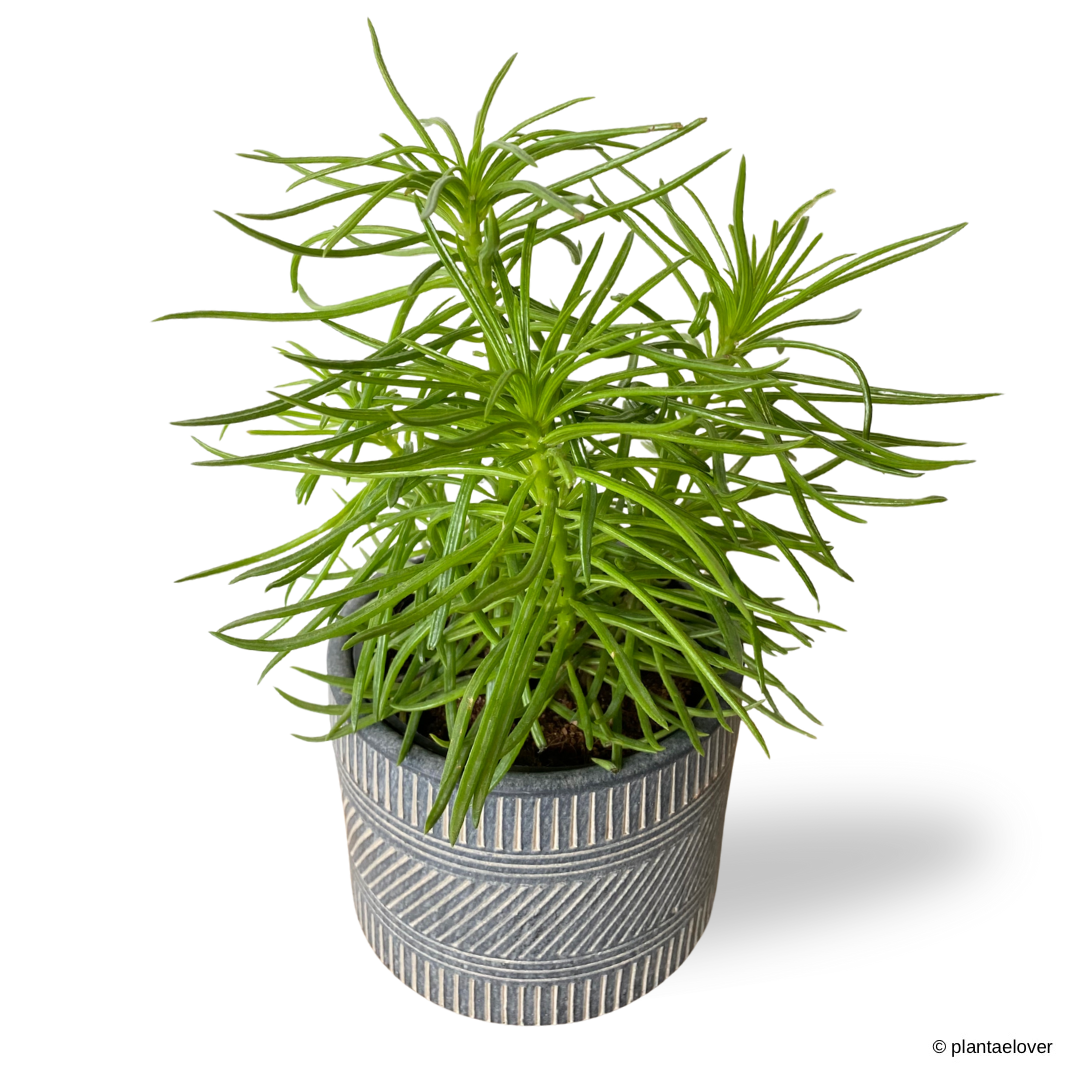 Peperomia Ferreyrae
 in Aegean Pot