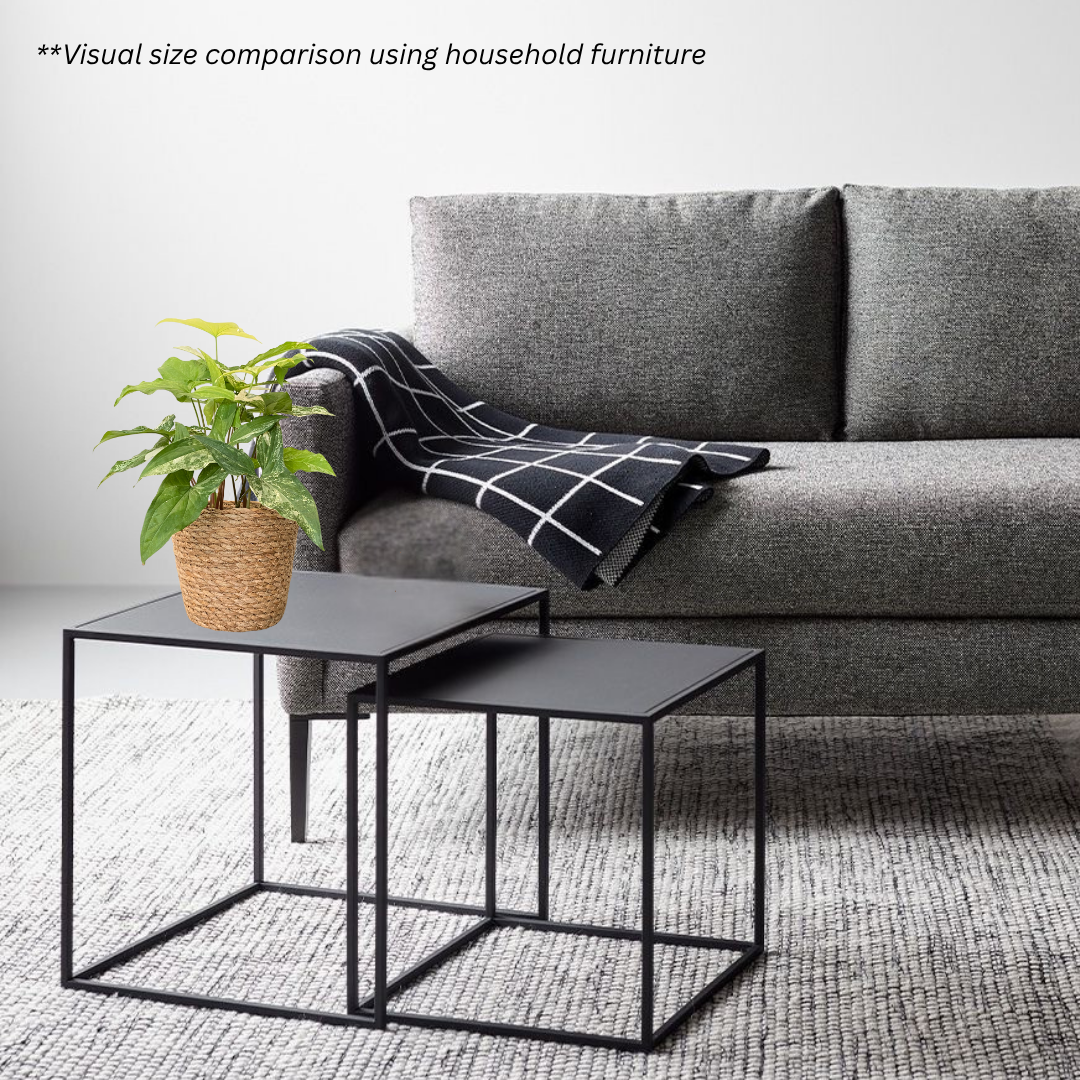 Syngonium Albo Variegata in Woven Basket