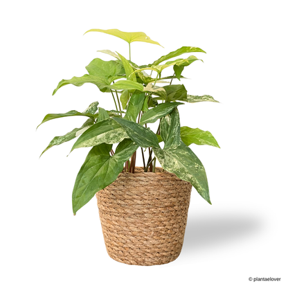 Syngonium Albo Variegata in Woven Basket